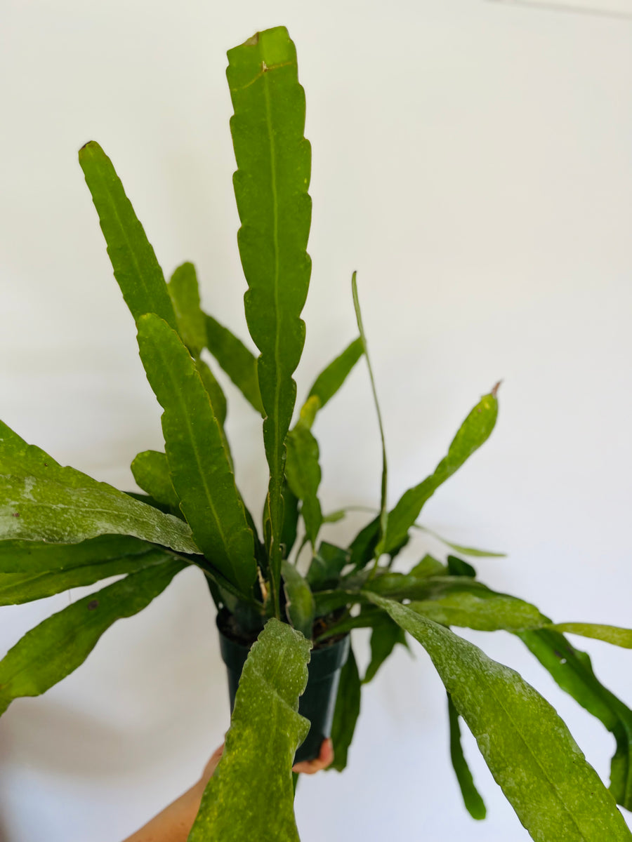 Queen of the Night Cactus - Epiphyllum Hookerii - Large & Beginnning to Trail - 6