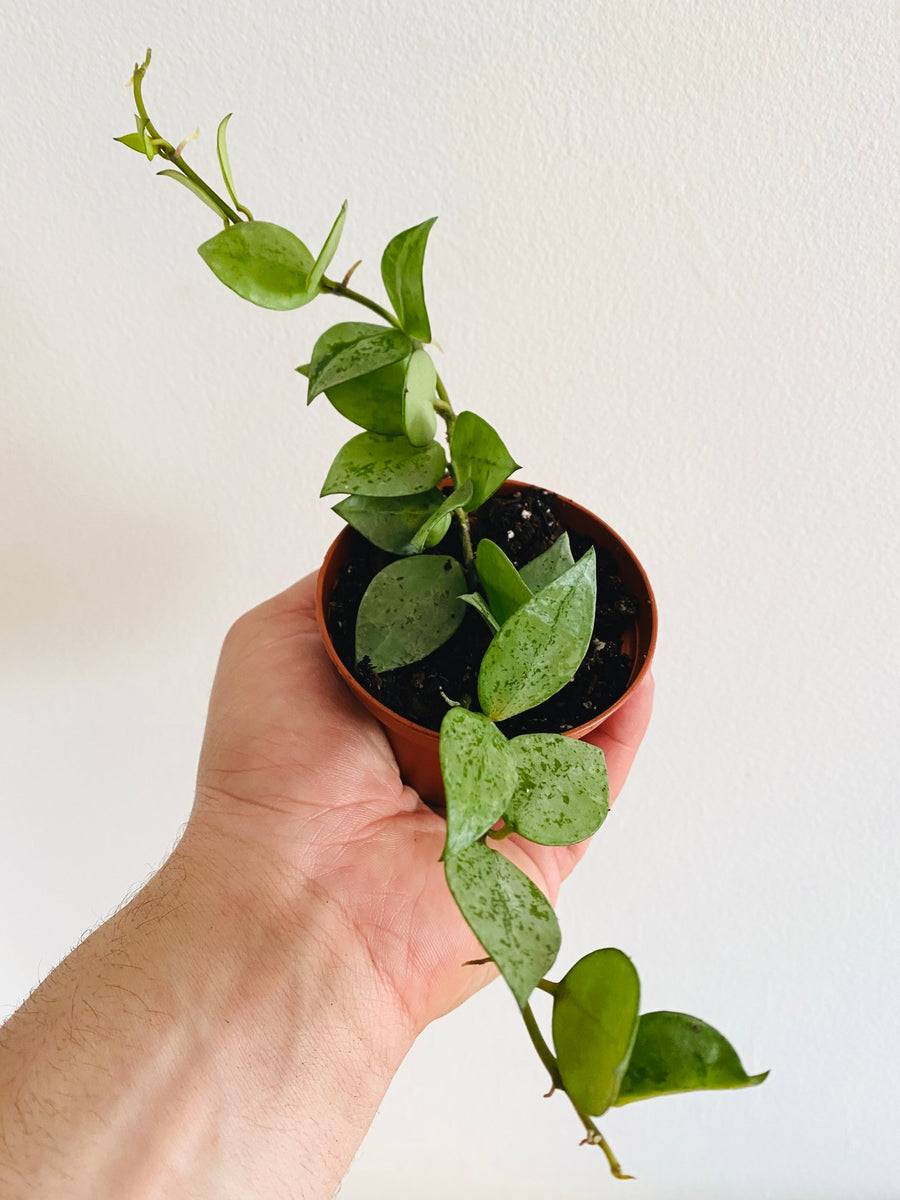 Hoya Krohniana ‘Super Silver’ - 3