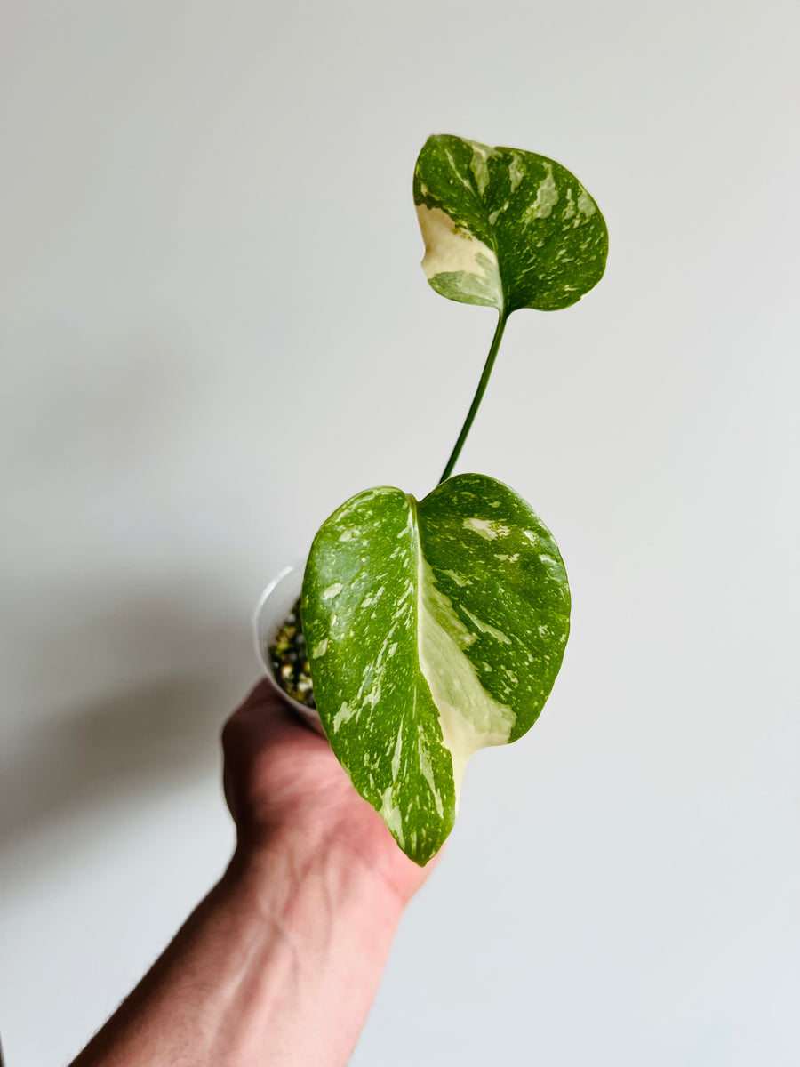 Monstera Thai Constellation - High Variegation