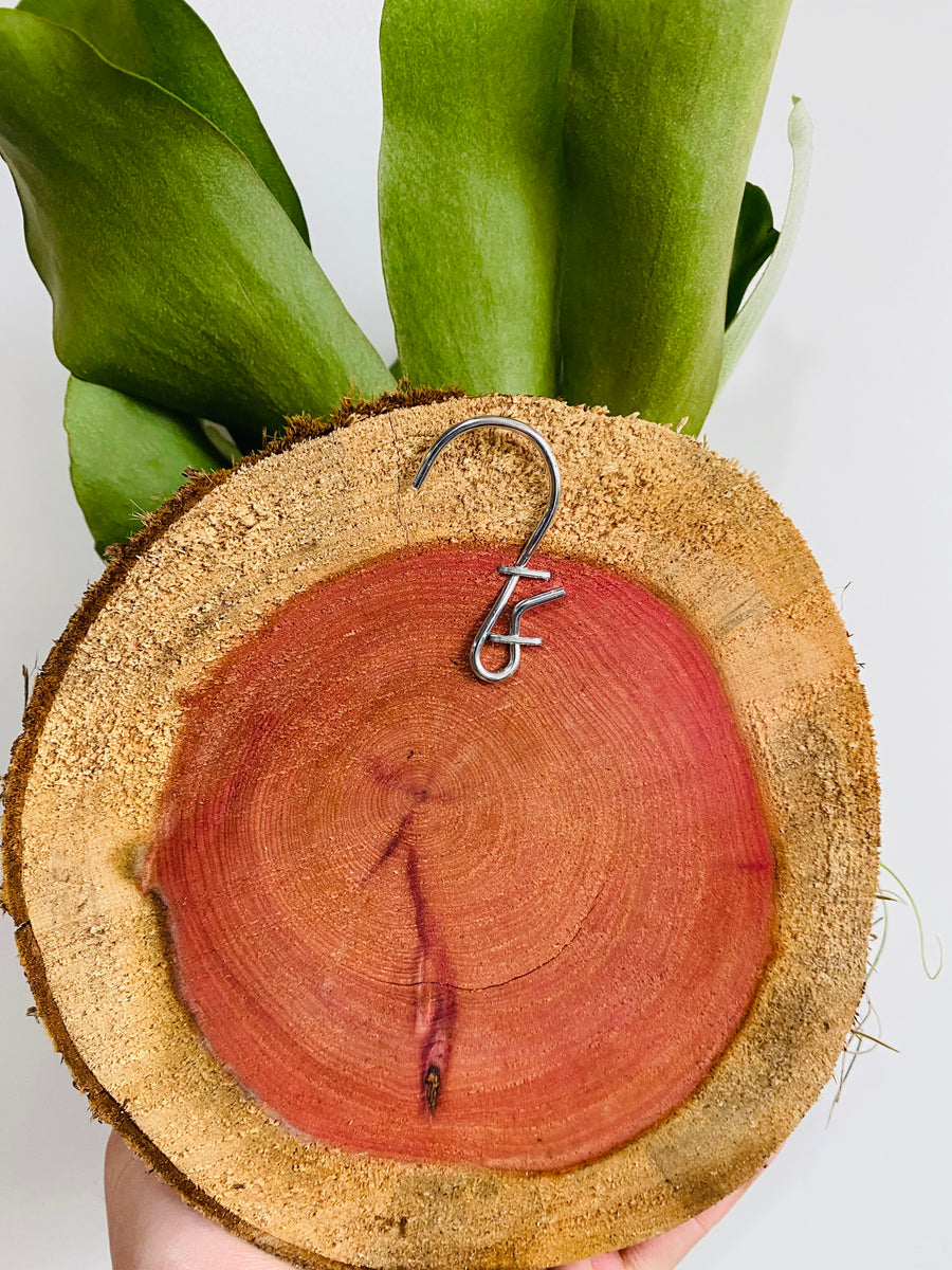 Staghorn Fern - Mounted on Cedar Plaque
