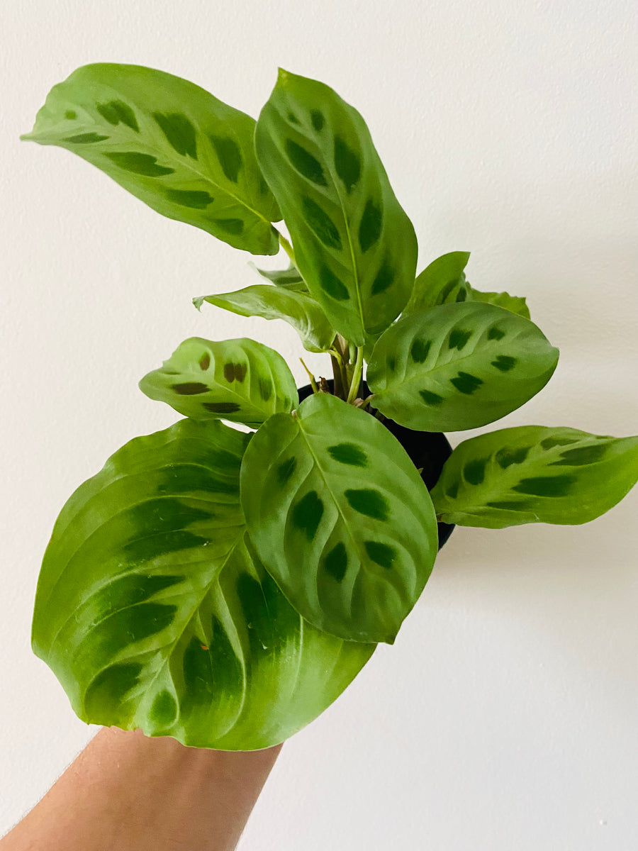 Maranta Leuconeura 'Green' - Green Prayer Plant - 4