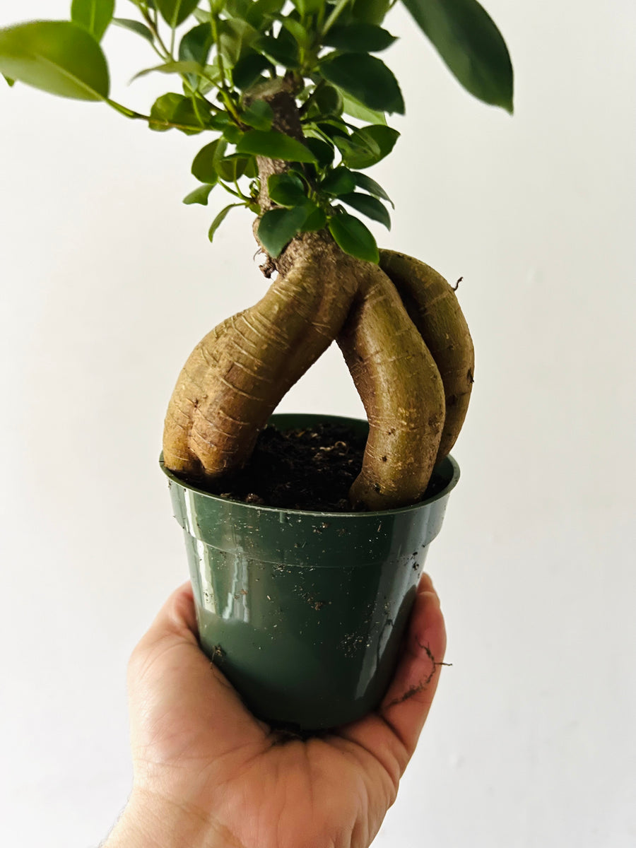 Bonsai Tree - Ficus Microcarpa Ginseng - 4