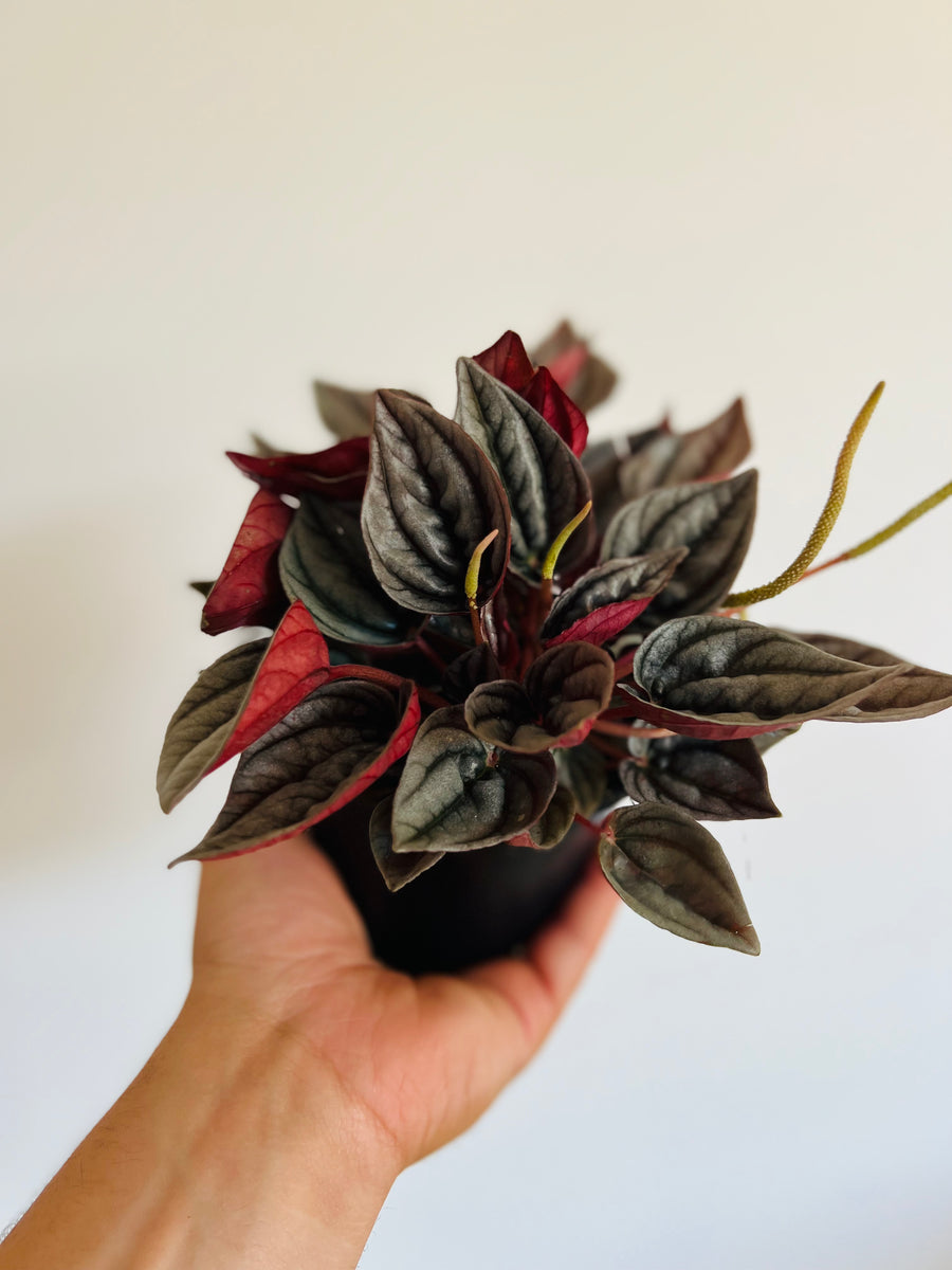 Peperomia Mendoza - 4