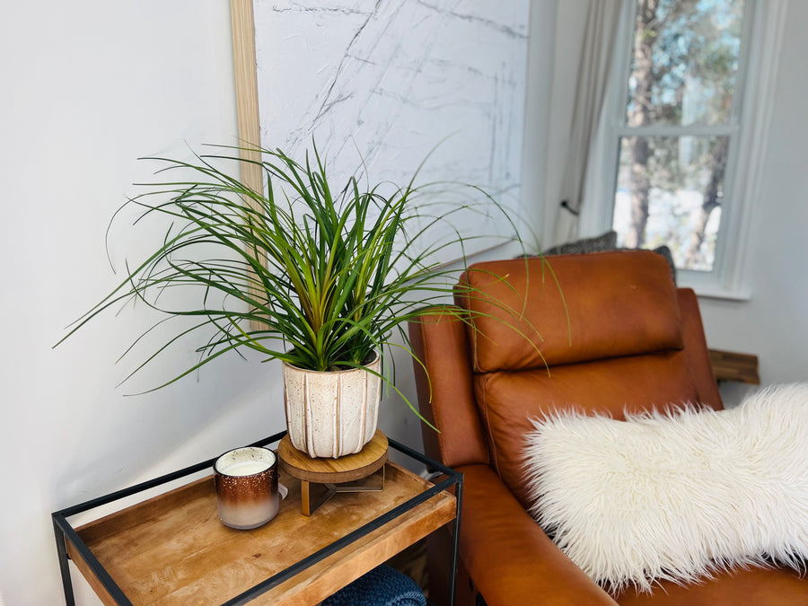 Ponytail Palm - Beaucarnea Recurvata - 6