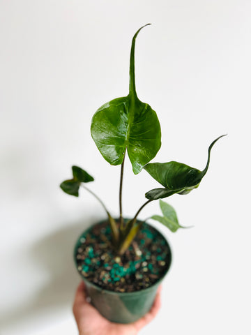 Alocasia Macrorrhiza 'Stingray' - 6