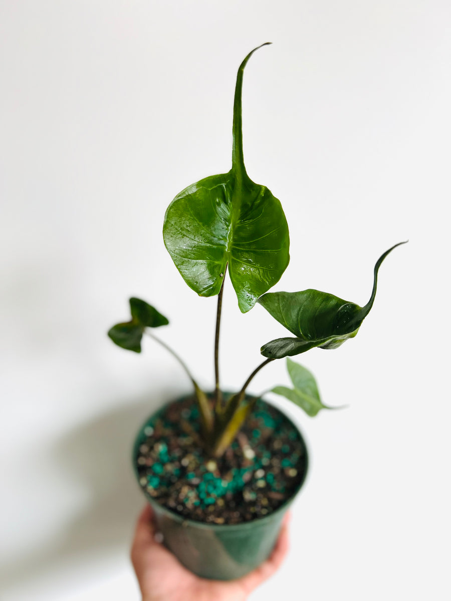 Alocasia Macrorrhiza 'Stingray' - 6