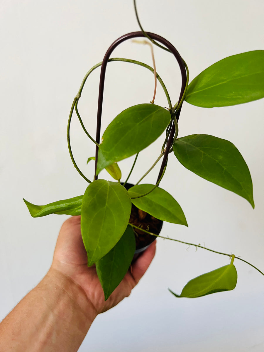 Hoya Cutis-Porcelana - On Trellis - 3