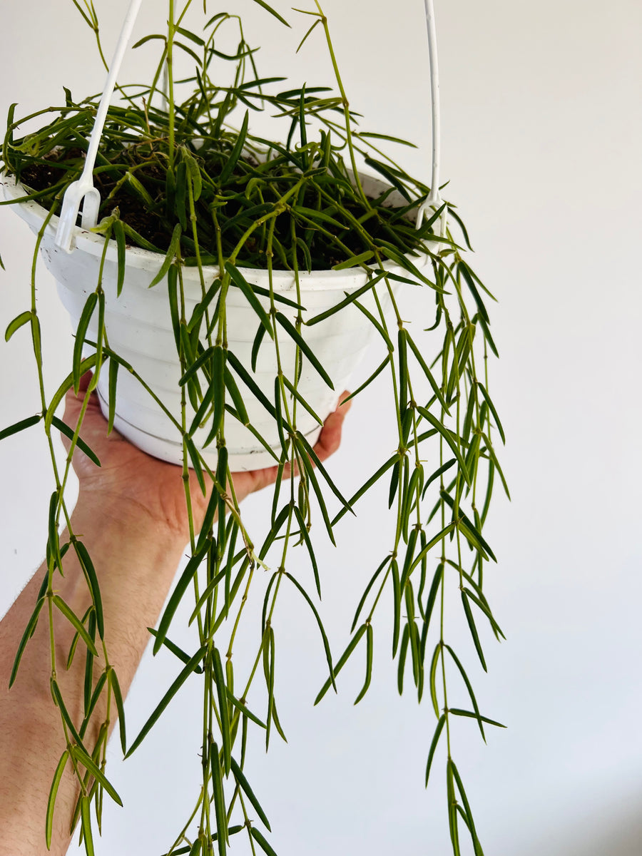 Hoya Linearis - 8