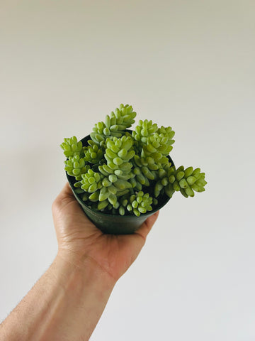 Burrito Tail - Sedum Morganianum - 4