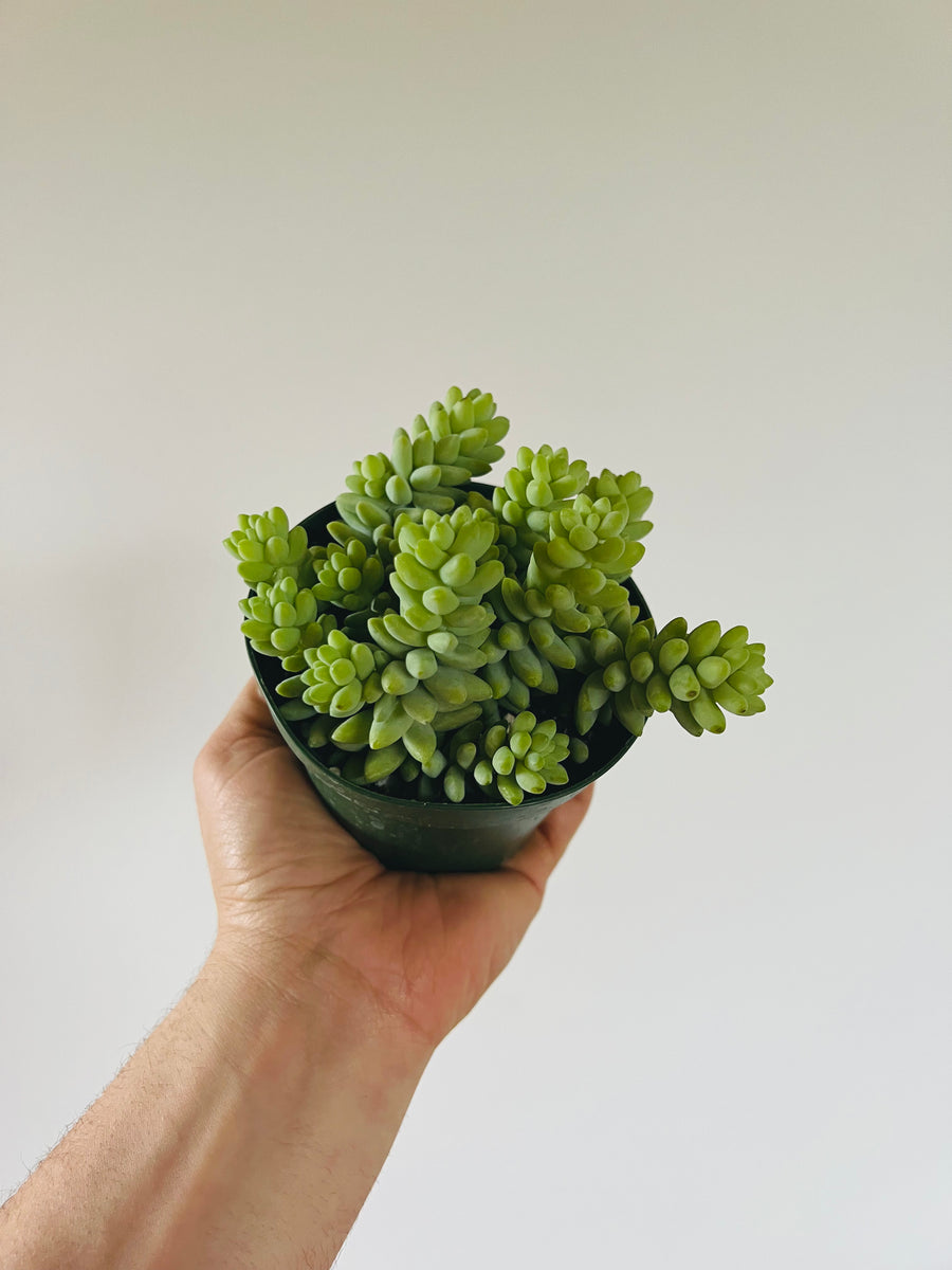 Burrito Tail - Sedum Morganianum - 4