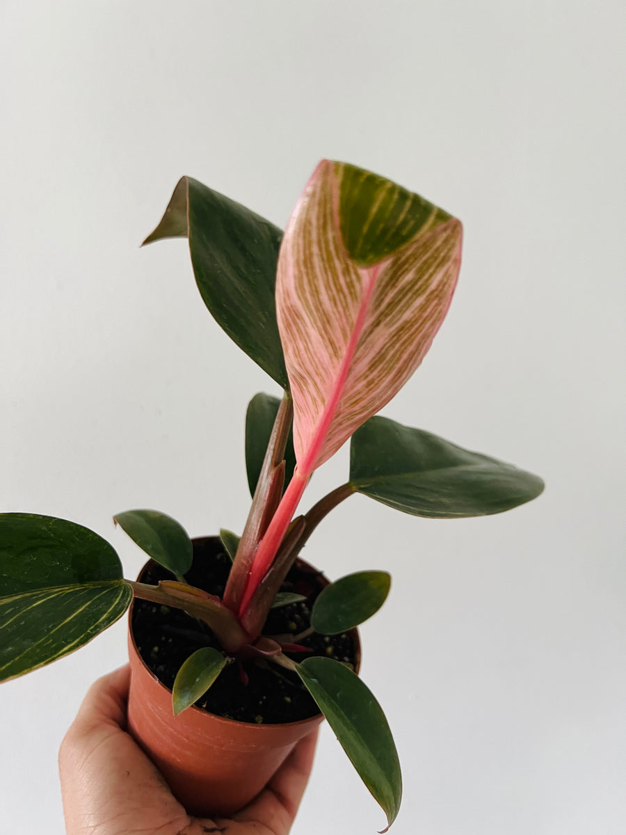 Philodendron Pink Birkin - New Cultivar - 4