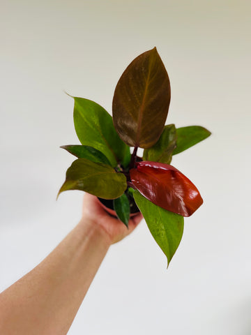 Philodendron McColley's Finale - 4