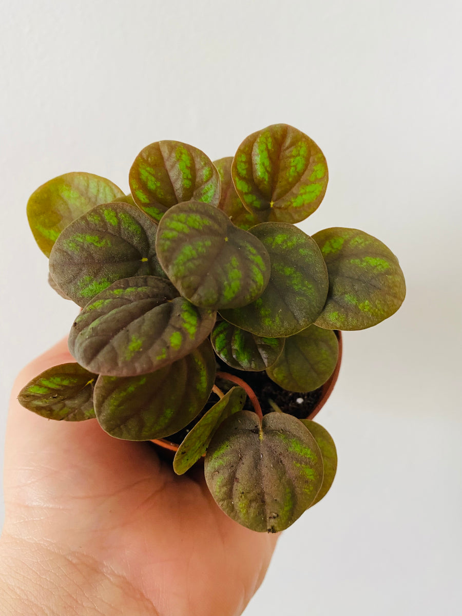 Peperomia Peppermill - 3