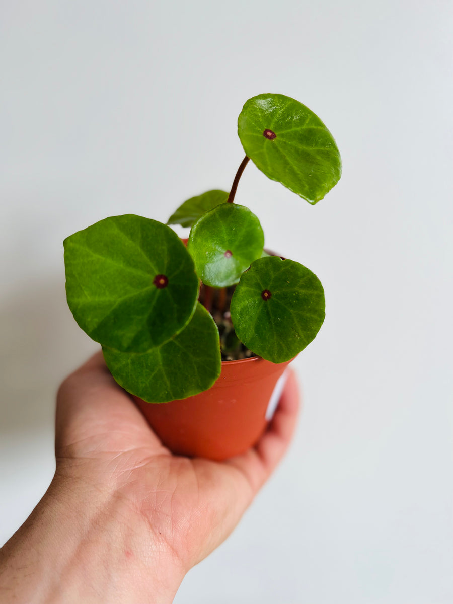 Begonia Conchifolia var Rubrimacula - Ruby Red - 4