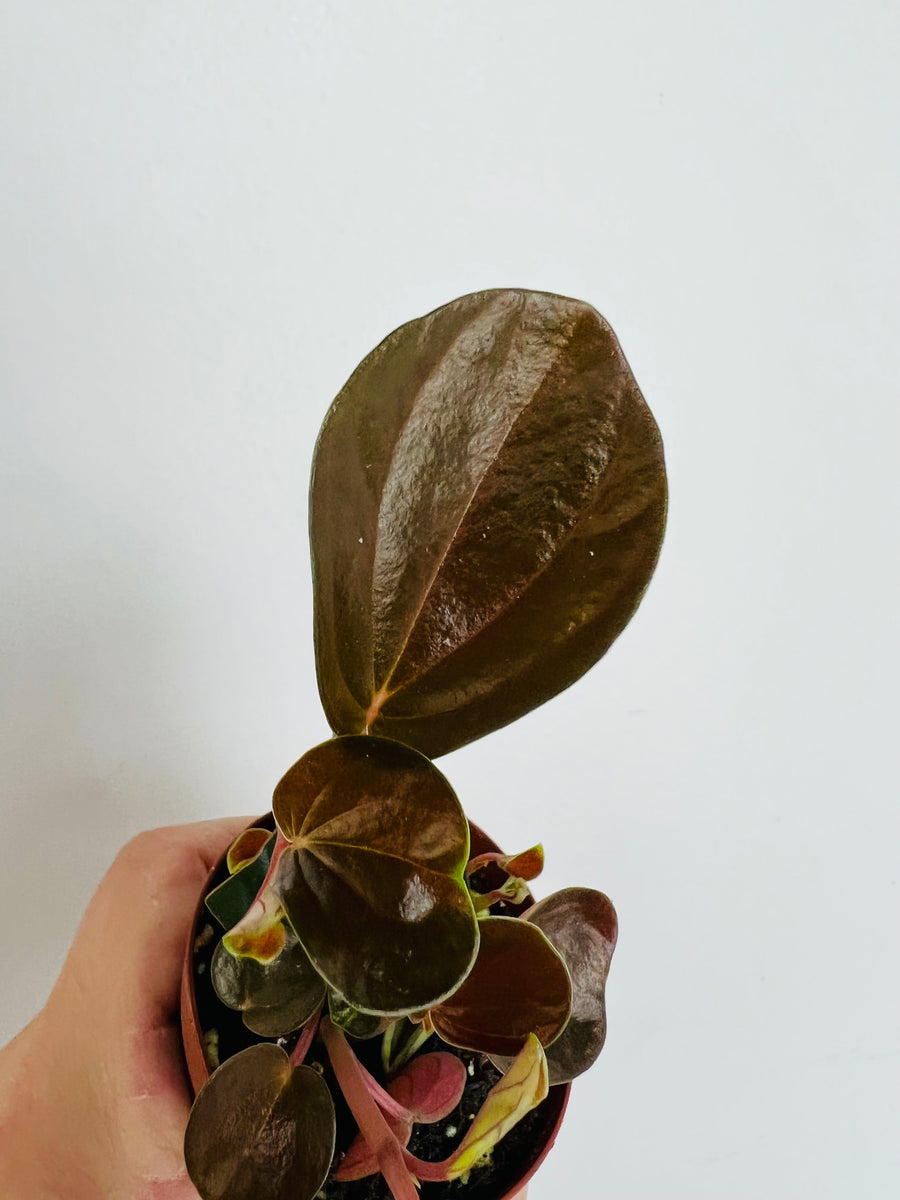 Peperomia Rugosa - 2