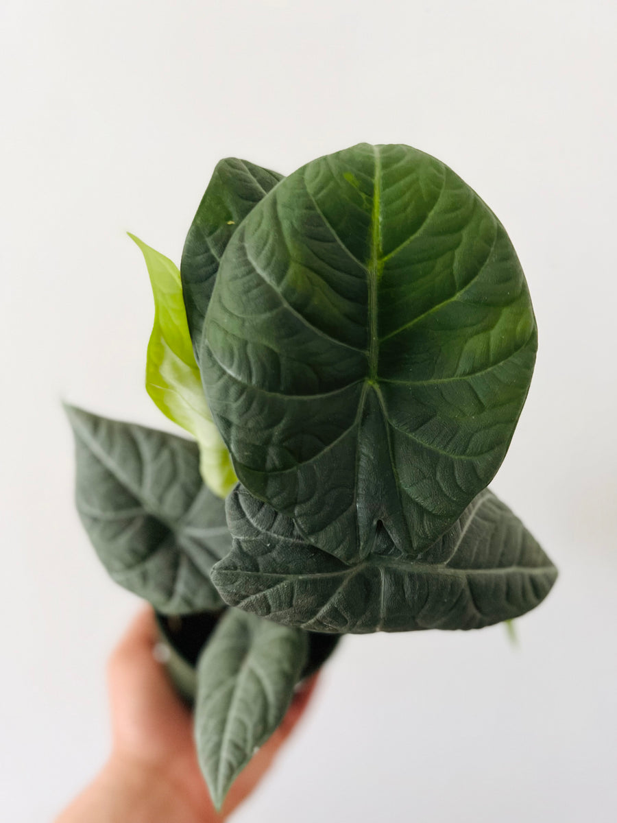 Alocasia Maharani - Grey Dragon - Jewel Alocasia - 4