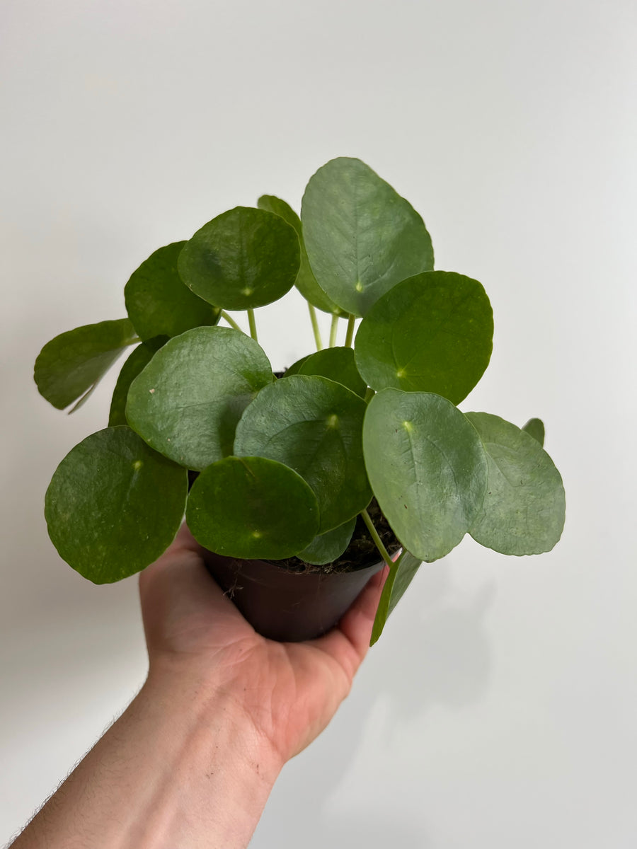 Pilea Peperomioides - Chinese Money Plant - 4