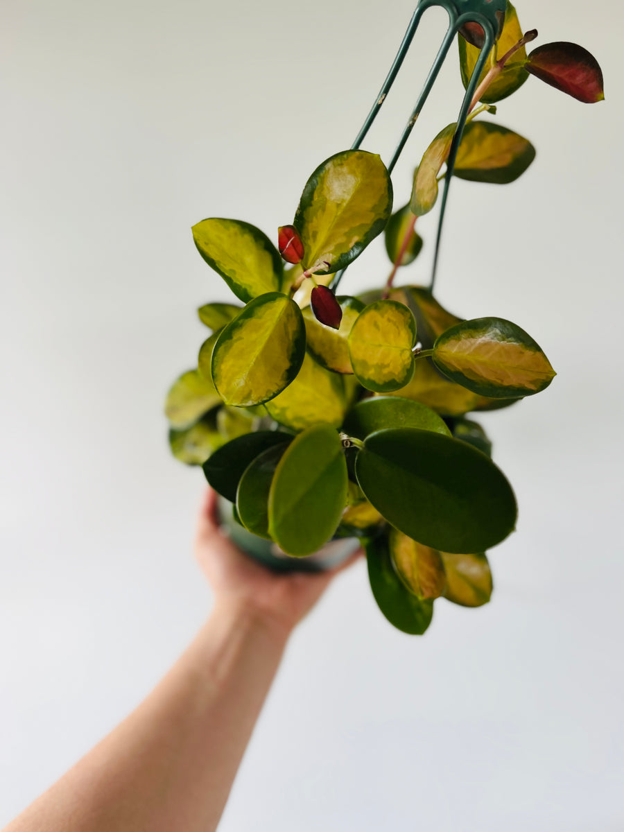 Hoya Australis ‘Lisa’ - full heads - 6