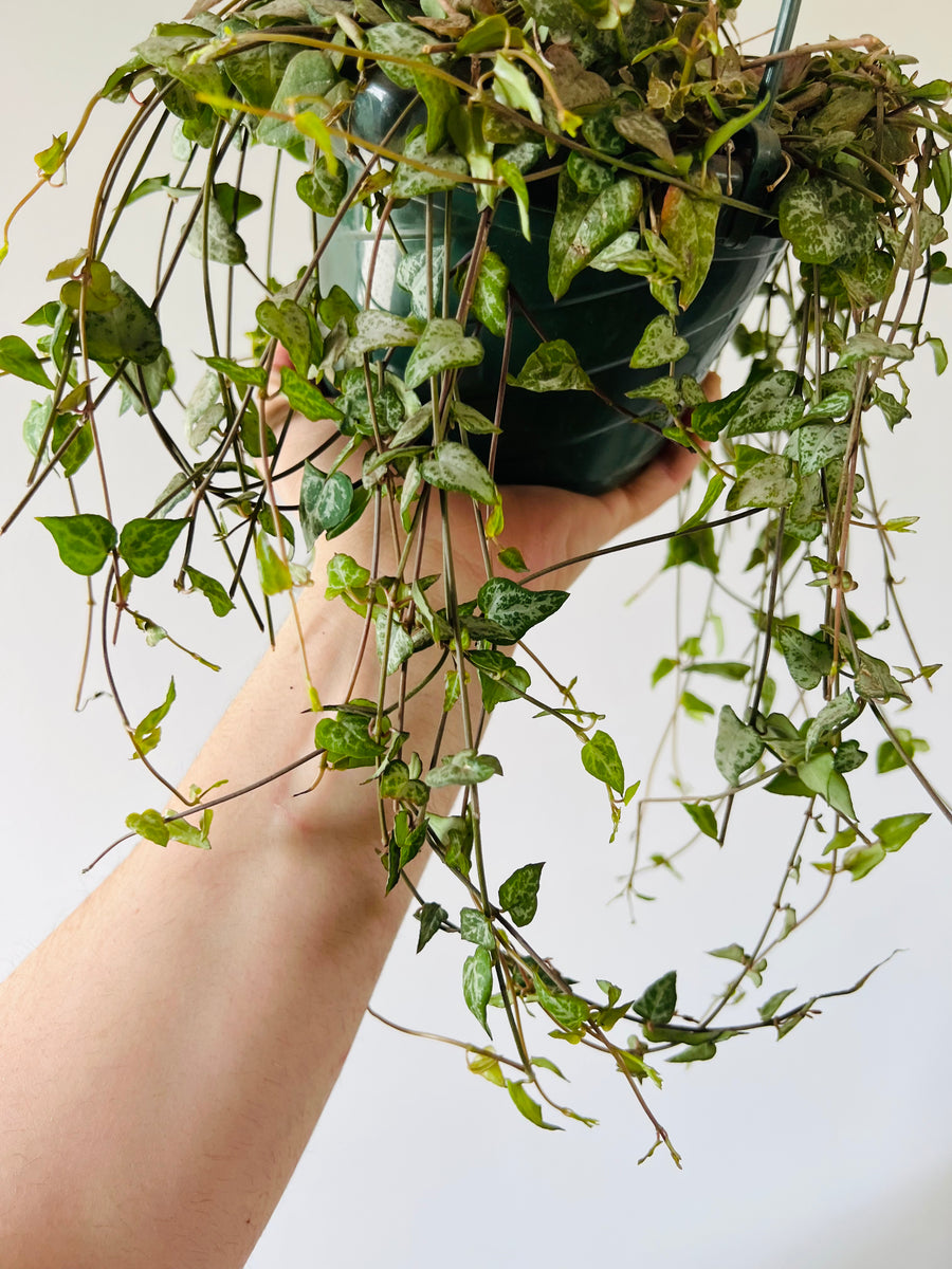 String of Arrows - Ceropegia Woodii - Very Full & Vining - 6