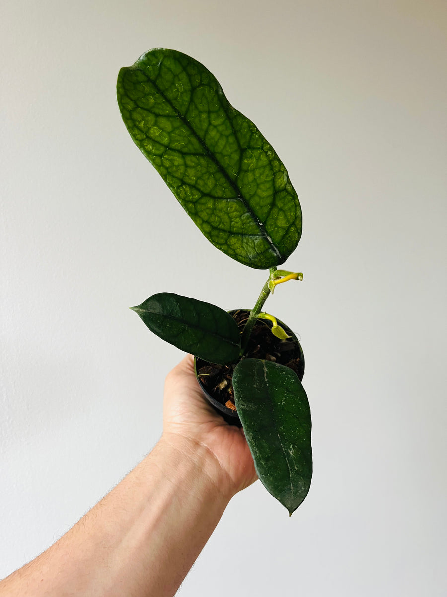 Hoya Globulosa - Rare Hoya - 3