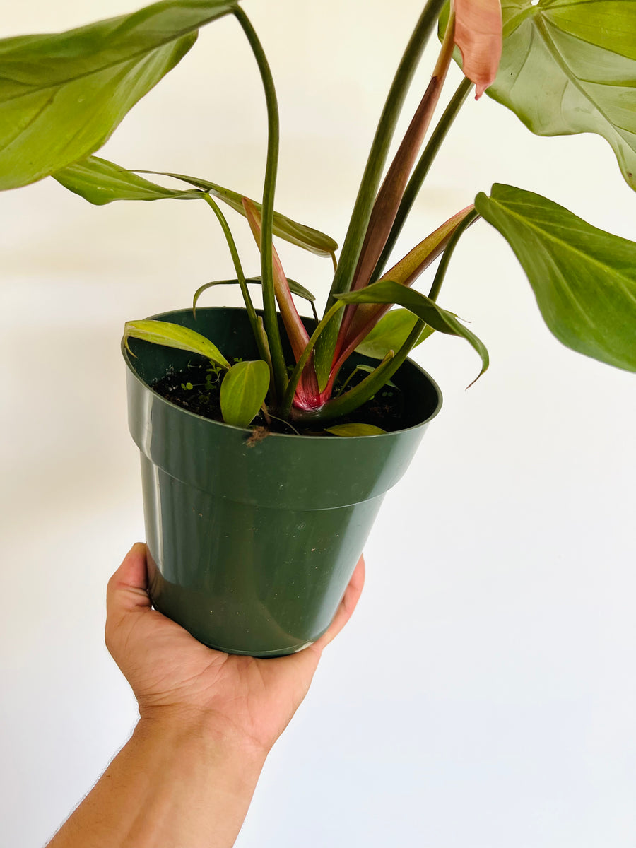 Philodendron Summer Glory - New Cultivar - 6