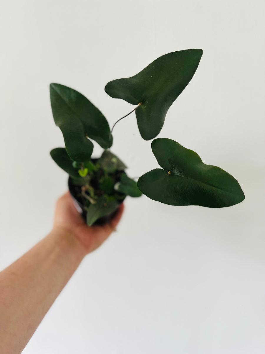 Heart Fern - 4
