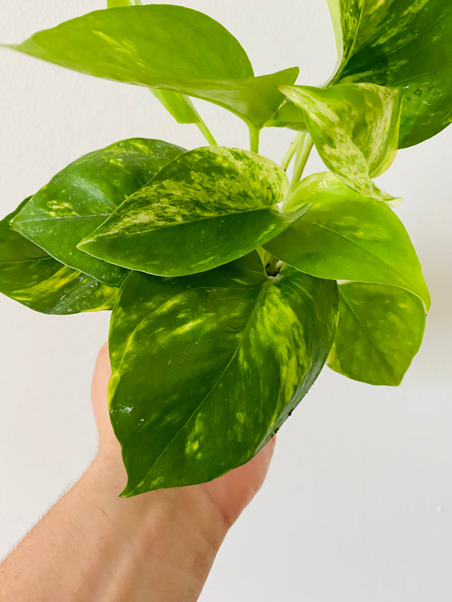 golden pothos en español Golden Pothos - Epipremnum Aureum