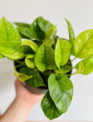 Emerald Pothos - Epipremnum Aureum 'Emerald' - 6