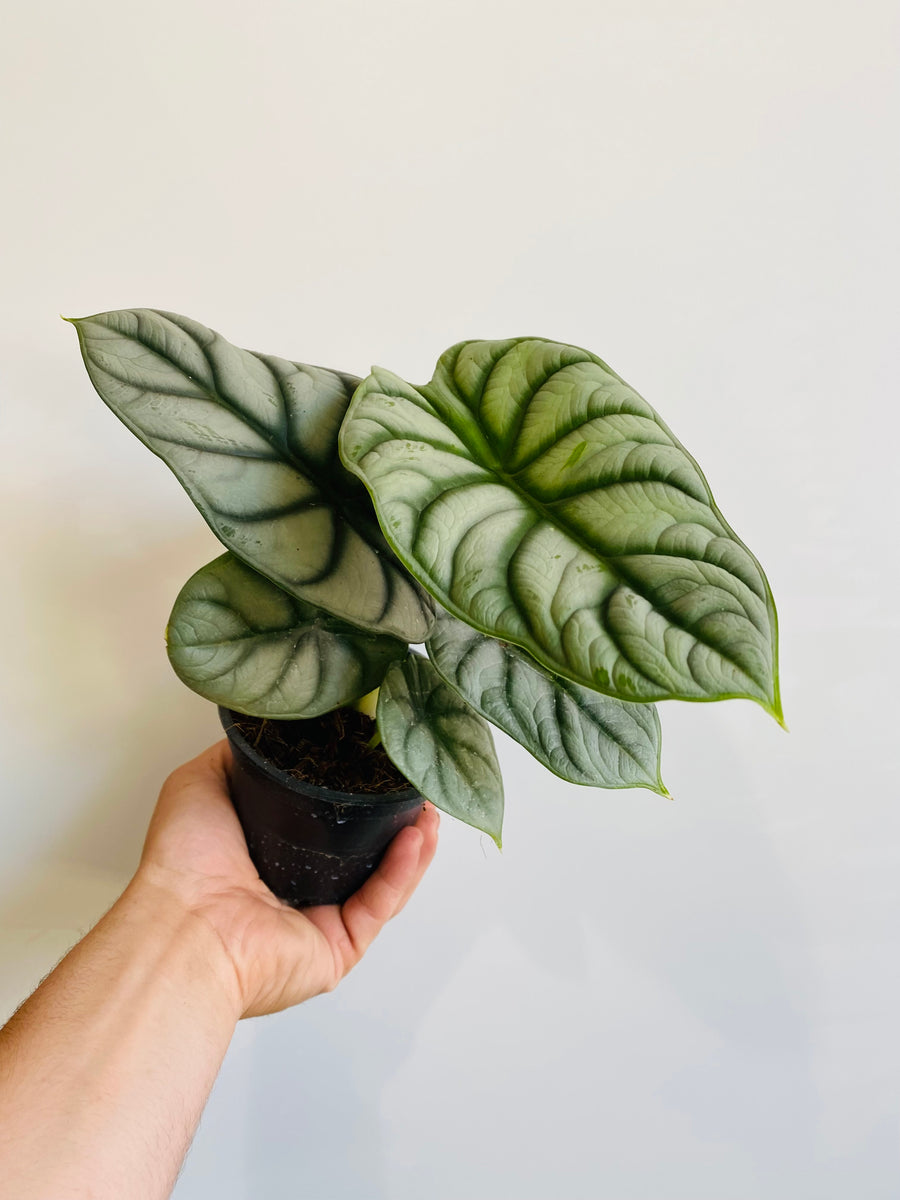Alocasia Baginda 'Silver Dragon' - Jewel Alocasia - 4