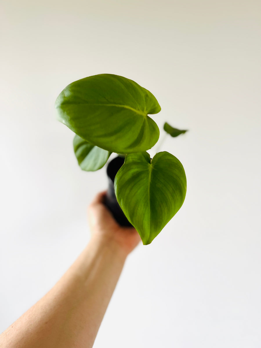 Philodendron McDowell - Gloriosum x Ecuadoriana - Rare Aroid - 4