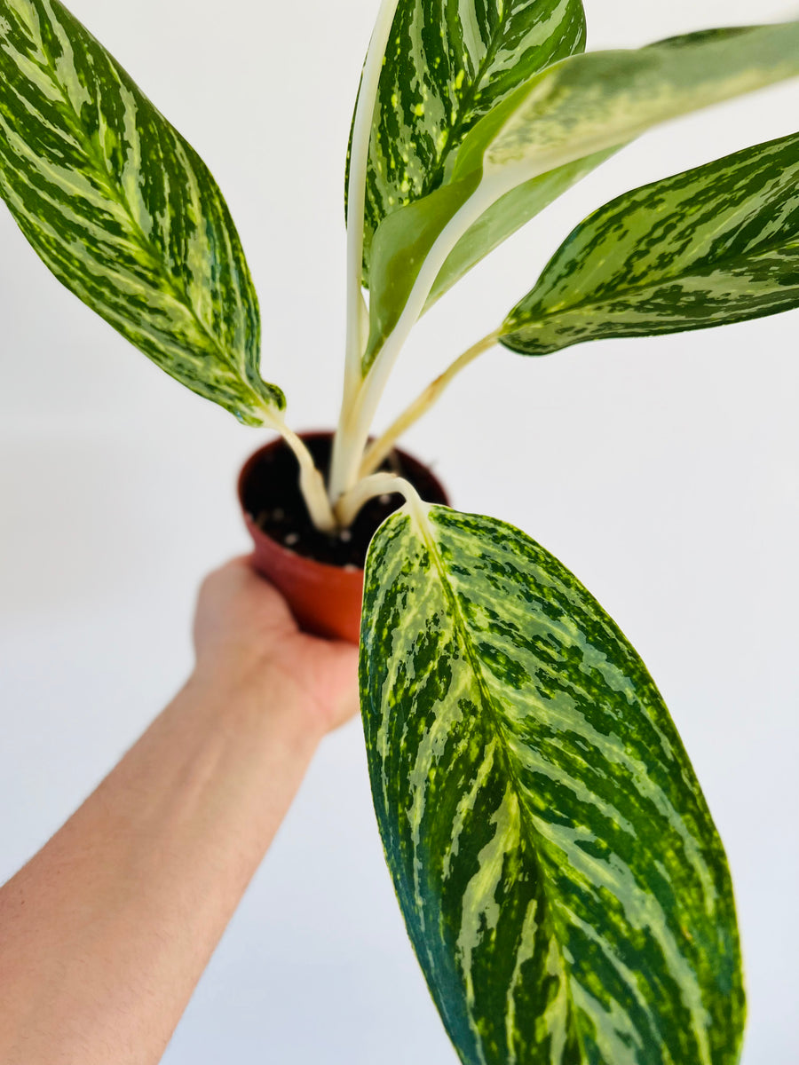 Aglaonema Golden Madonna - 4