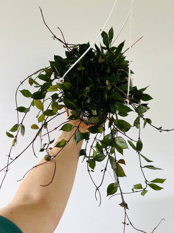 Hoya Krohniana ‘Black’ - Very Full & Trailing - 8” Hanging Basket