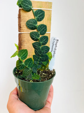 Rhaphidophora Cryptantha - Shingle Plant - 4