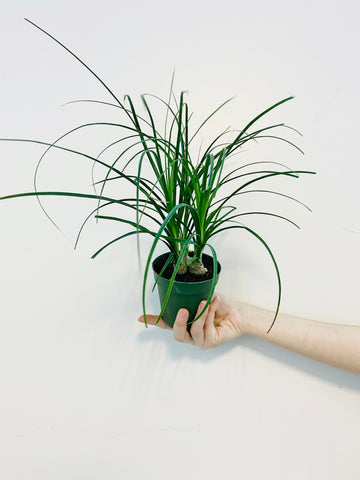 Ponytail Palm - Beaucarnea Recurvata - 4