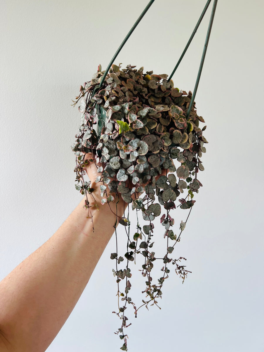Variegated String of Hearts - Ceropegia Woodii 'Variegated' - Very Full & Vining - 6