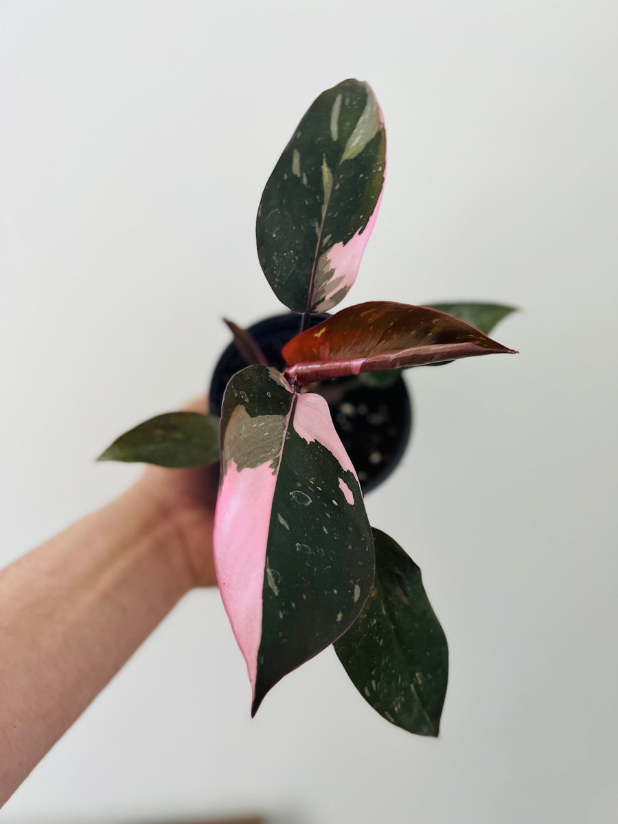 Philodendron Pink Princess - Large Growth - 4