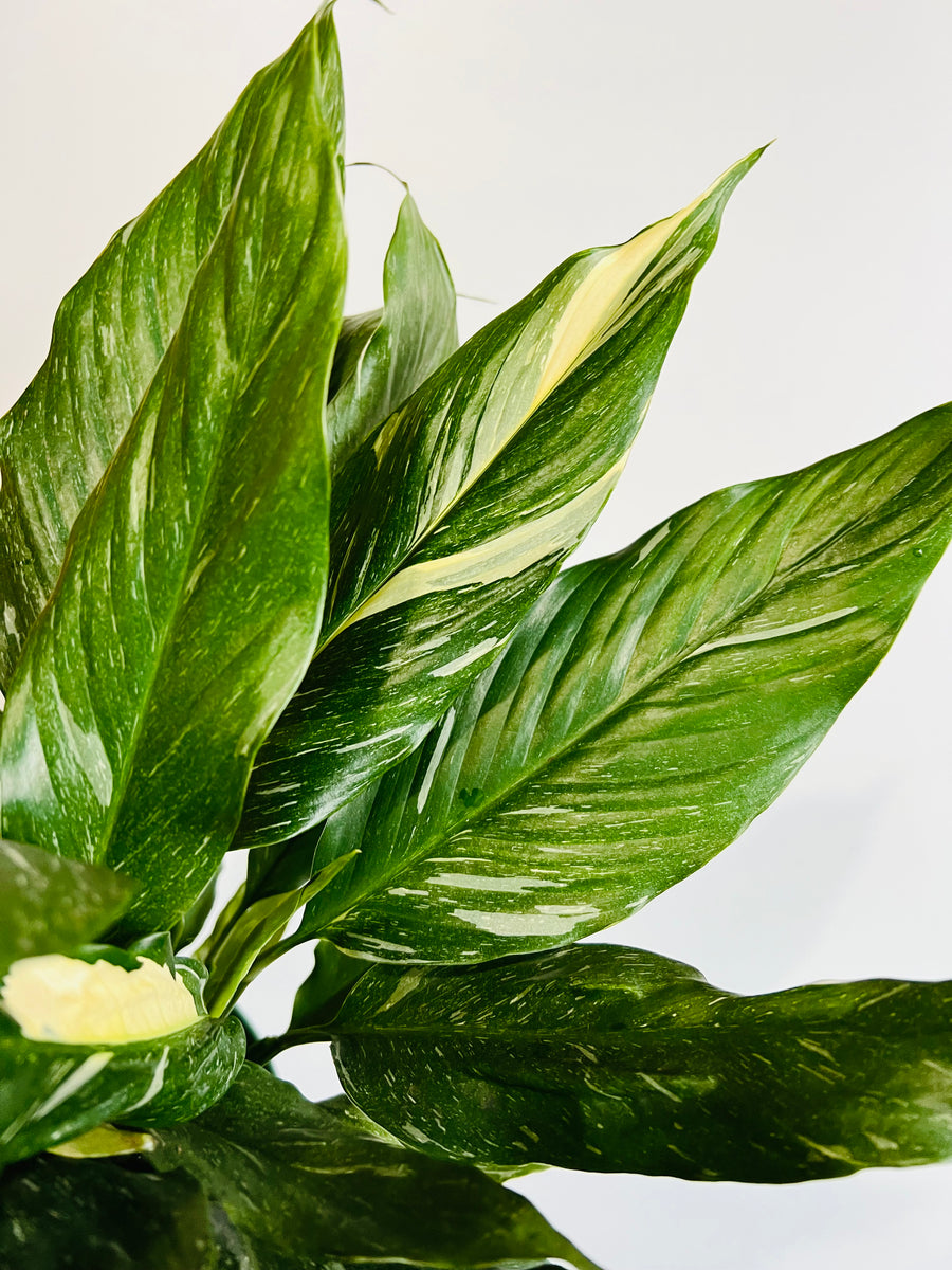 Spathiphyllum Domino - Variegated Peace Lily - 6