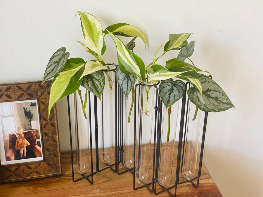 Elijah Stand - Propagation Station