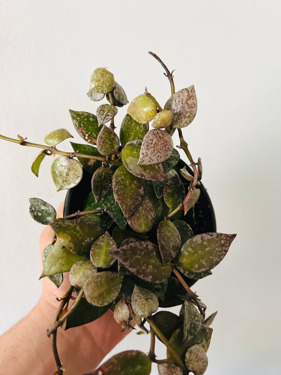 Hoya Krohniana ‘Splash’ - Very Sun-Stressed - 4