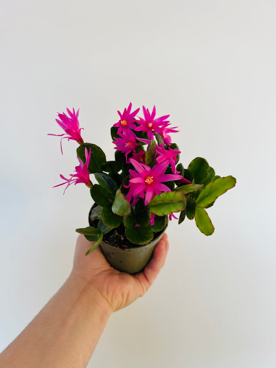 Spring Cactus - Schlumbergera Gaertneri  - 4