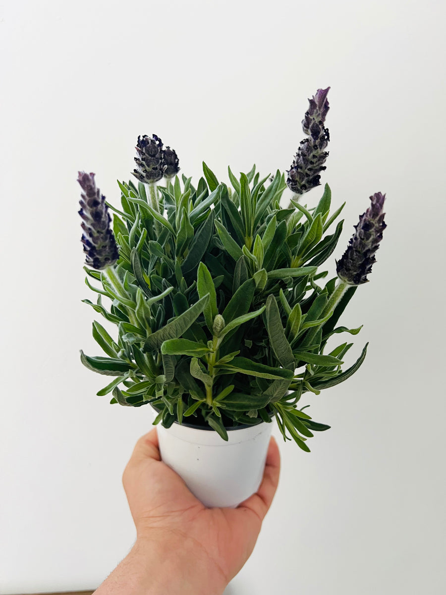 Spanish Lavender Bush - Lavender Anouk - 4