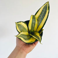 sansevieria golden lotus Sansevieria Golden Lotus