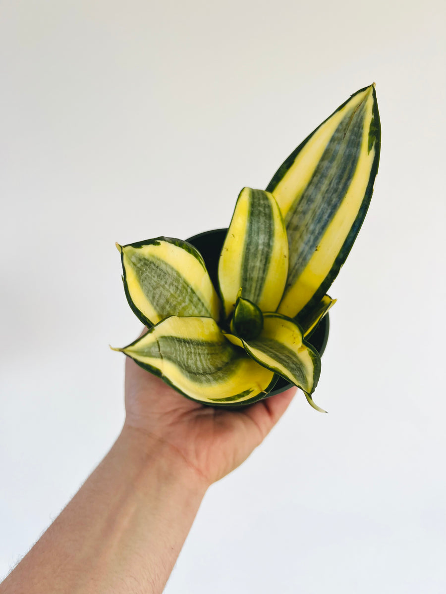 Sansevieria Golden Lotus - 4