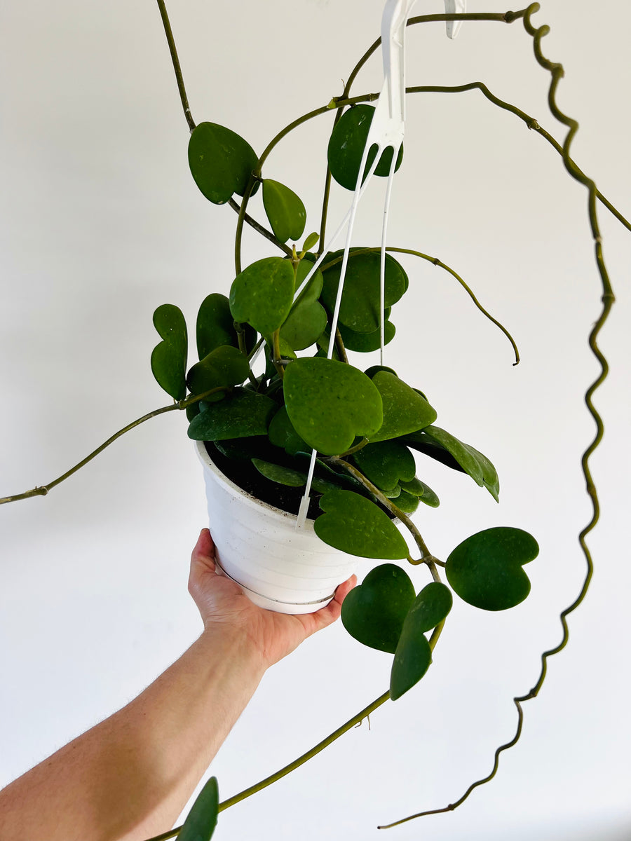 Hoya Kerrii Vining - Mother Plants - Very Large & Vining - 8