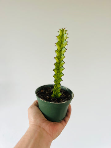 Variegated Euphorbia Trigona - Variegated African Milk Tree - 4