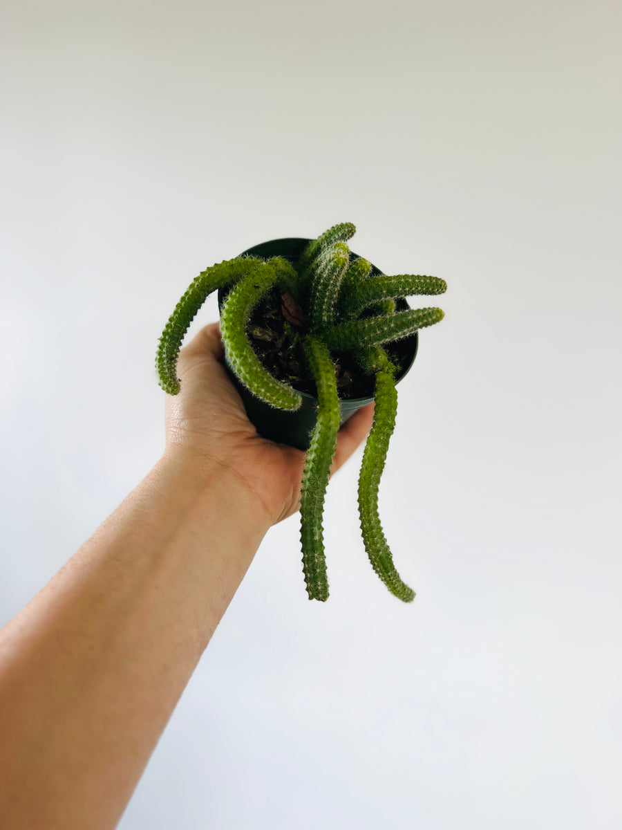 Worm Cactus - 4