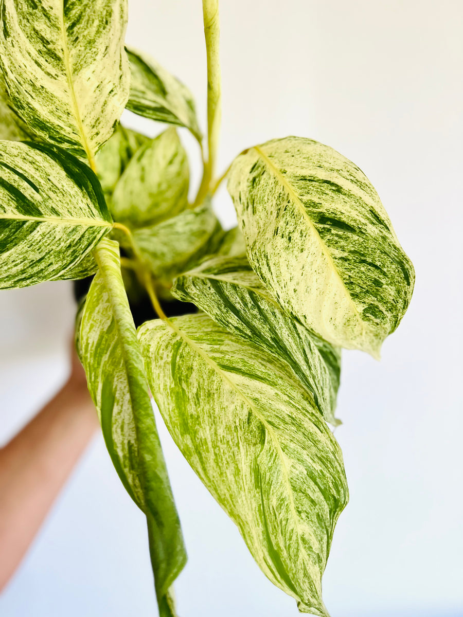 Stromanthe Charlie - Variegated Stromanthe - High Variegation - 6