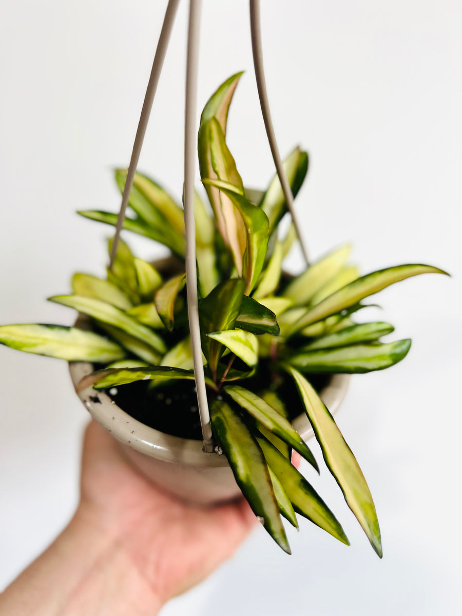 Hoya Wayetii 'Variegated' - 4.5