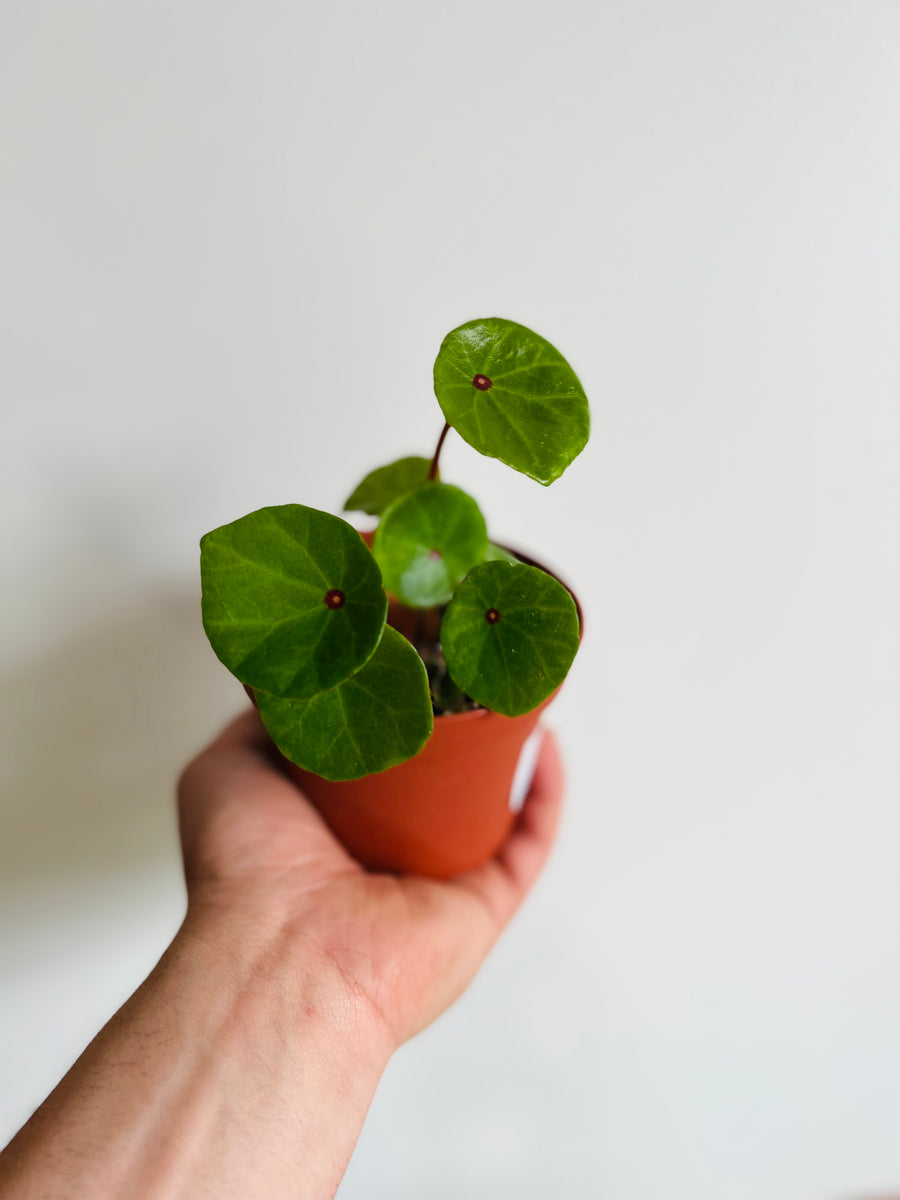 Begonia Conchifolia var Rubrimacula - Ruby Red - 4