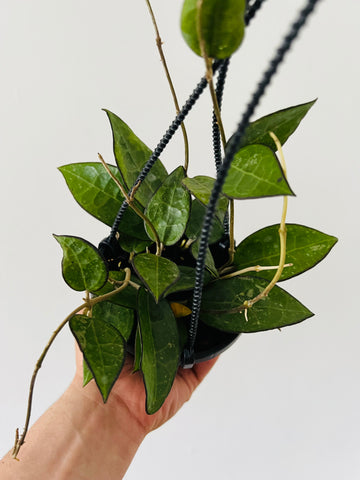Hoya Parasitica 'Black Margin' - Full & Trailing - Hanging Basket - 4